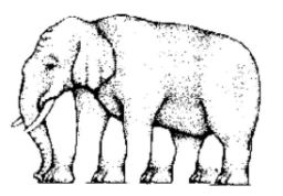 elefant.jpg